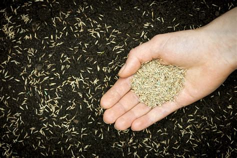 Turf Seed: A Sustainable Solution for Autumn Landscaping